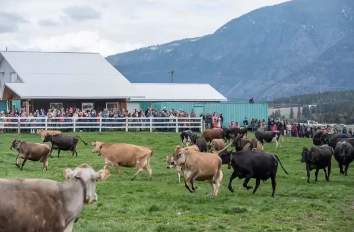 Kootenay Meadows farm landscape with cows and fields in the Creston Valley
